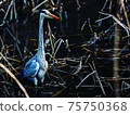 Gray heron 75750368
