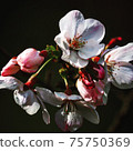 Cherry Blossoms	 75750369