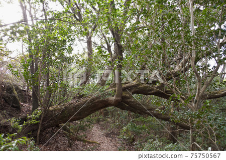 A big tree that fell on the mountain trail 75750567