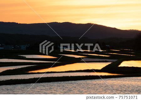 Spring paddy fields reflecting the sunset Spring paddy fields reflecting the sunset 75751071
