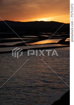 反映日落的春天稻田 反映日落的春天稻田 75751072