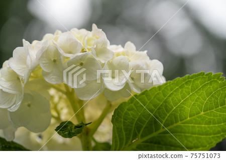 Hydrangea Hydrangea 75751073
