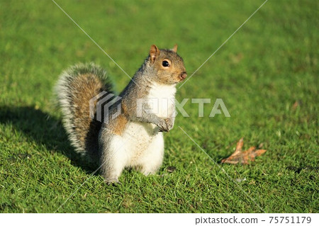 Western gray squirrel Western gray squirrel 75751179