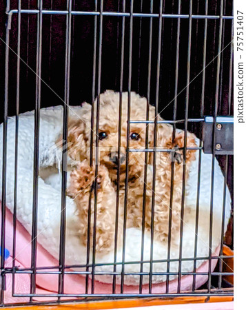 toy poodle cage