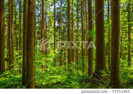 Forest of Tarumi Heritage (Urayamadera), an unexplored region of Yamagata Forest of Tarumi Heritage (Urayamadera), an unexplored region of Yamagata 75751465