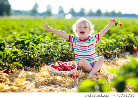 Kids pick strawberry on berry field in summer 75751736