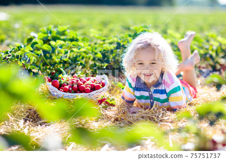 Kids pick strawberry on berry field in summer Kids pick strawberry on berry field in summer 75751737