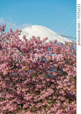 [鬆達摩，松田町，河津櫻花盛開和富士山] 75752215