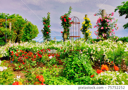 Moriyama Rose Herb Garden 75752252