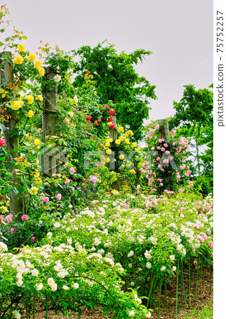 Moriyama Rose Herb Garden Moriyama Rose Herb Garden 75752257