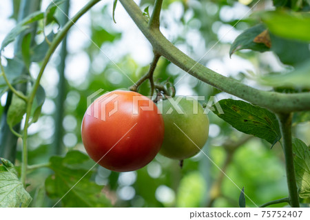 Cultivation of tomatoes that turn red (August) Home garden Cultivation of tomatoes that turn red (August) Home garden 75752407