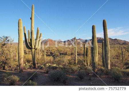 Saguaros and other cacti of Saguaro National Park, Arizona. 75752779