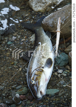 鯉魚 75752810