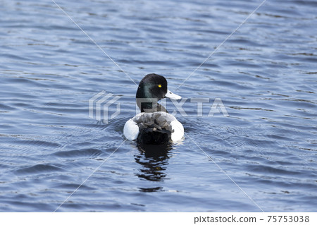 A sparrow A sparrow 75753038