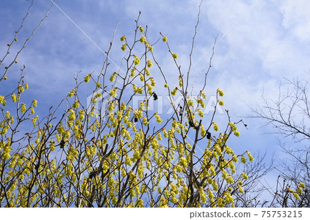 March 64 Namegawa Town, Cornus Controversa, Witch Hazel Family, Musashi Hill Forest Park March 64 Namegawa Town, Cornus Controversa, Witch Hazel Family, Musashi Hill Forest Park 75753215