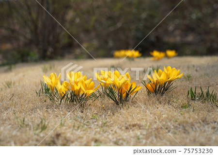 3月49日 名川町番紅花 鳶尾科 武藏山森林公園 照片素材 圖片 圖庫