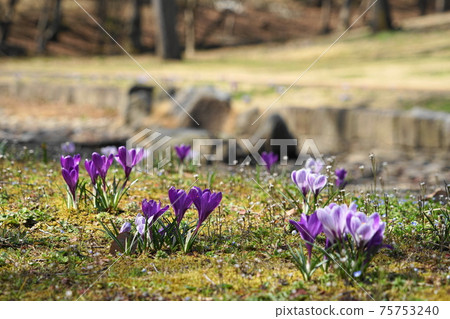March 44 Namegawa Town Crocus, Iridaceae, Musashi Kyuryo Forest Park March 44 Namegawa Town Crocus, Iridaceae, Musashi Kyuryo Forest Park 75753240