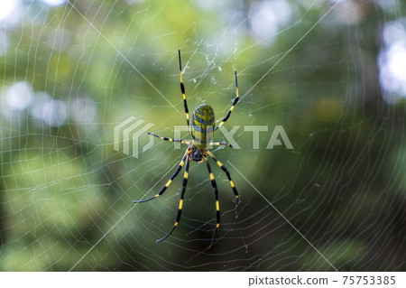 Spider and green 75753385