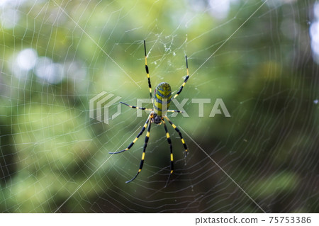 Spider and green 75753386