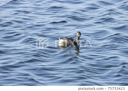 Hajiro Kaiburi Hajiro Kaiburi 75753423