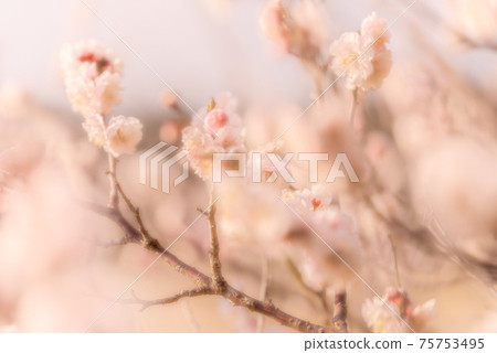 Plum blossoms with a pale atmosphere Plum blossoms with a pale atmosphere 75753495