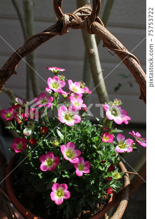 Garden spider magsa Garden spider magsa 75753722