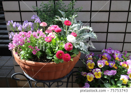 Spring flower daisy group planting Spring flower daisy group planting 75753743