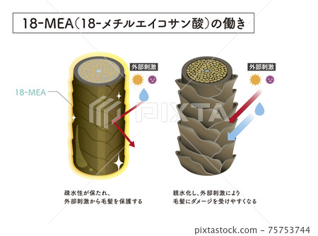 hair, cross-section diagram, vector 75753744