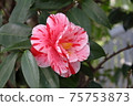 山茶花盛開在Roka Koshunen 75753873