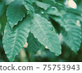 Coffee leaves 75753943