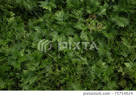 Spikemoss fern Spikemoss fern 75754024