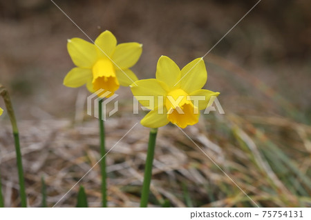 Early spring flowerbed Yellow flowers of blooming mini daffodils (tetate) 75754131
