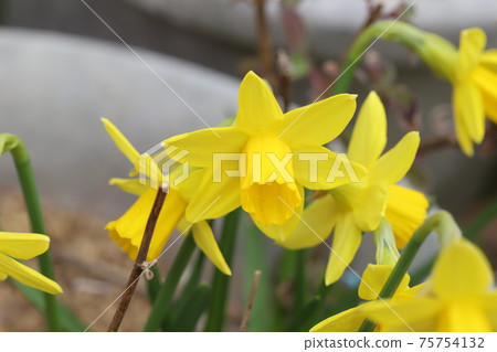 Early spring flowerbed Yellow flowers of blooming mini daffodils (tetate) Early spring flowerbed Yellow flowers of blooming mini daffodils (tetate) 75754132
