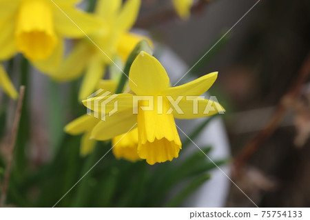 Early spring flowerbed Yellow flowers of blooming mini daffodils (tetate) 75754133