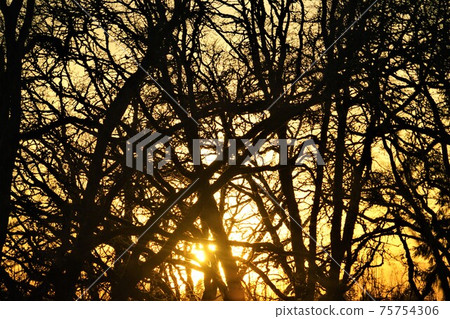 日落和樹 日落和樹 75754306