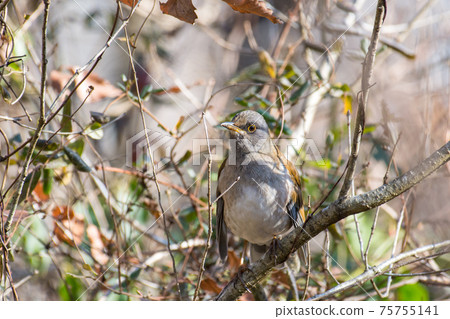 Pale thrush hiding in the trees of the mountains 75755141