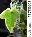 Ivy's leaves 75755903
