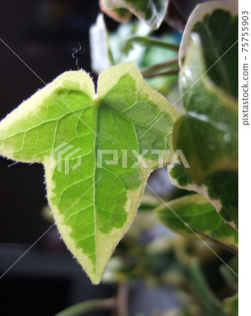 常春藤的葉子 常春藤的葉子 75755903