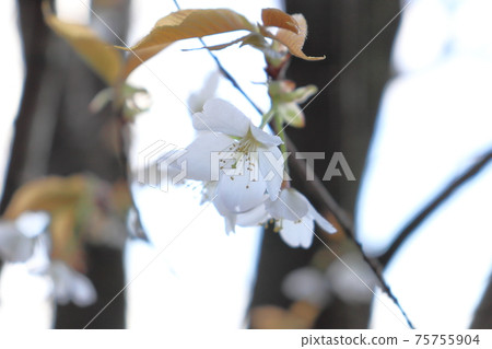 野櫻桃樹 野櫻桃樹 75755904