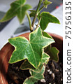 Ivy's leaves 75756135
