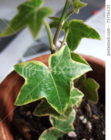 Ivy's leaves 75756135