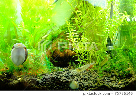A large mussel that lived for 7 to 8 years A large mussel that lived for 7 to 8 years 75756146