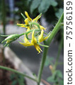 Tomato flowers 75756159