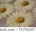 Marguerite flowers floating on the surface of the water 75756267
