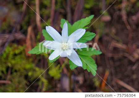 Cricket brigade flowers Cricket brigade flowers 75756304