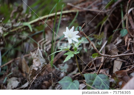 Cricket brigade flowers Cricket brigade flowers 75756305