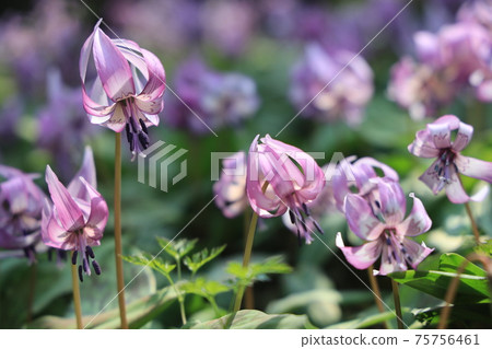 [兵庫縣]丹波市比上町，在春天的早晨的陽光下發光的赤ery花 75756461