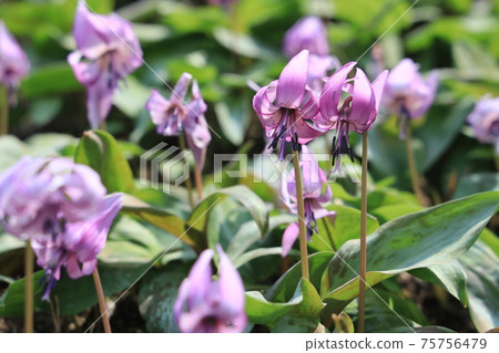[Hyogo Prefecture] Hikamicho, Tamba City, a flower of an erythronium that shines in the spring morning sun 75756479