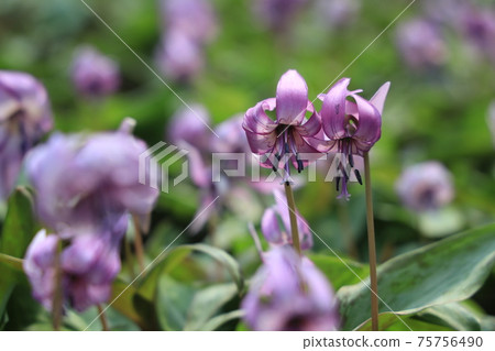 [兵庫縣]丹波市比上町，在春天的早晨的陽光下發光的赤ery花 75756490