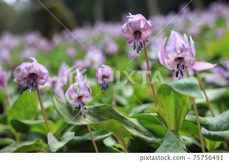 [兵庫縣]丹波市比上町，在春天的早晨的陽光下發光的赤ery花 75756491